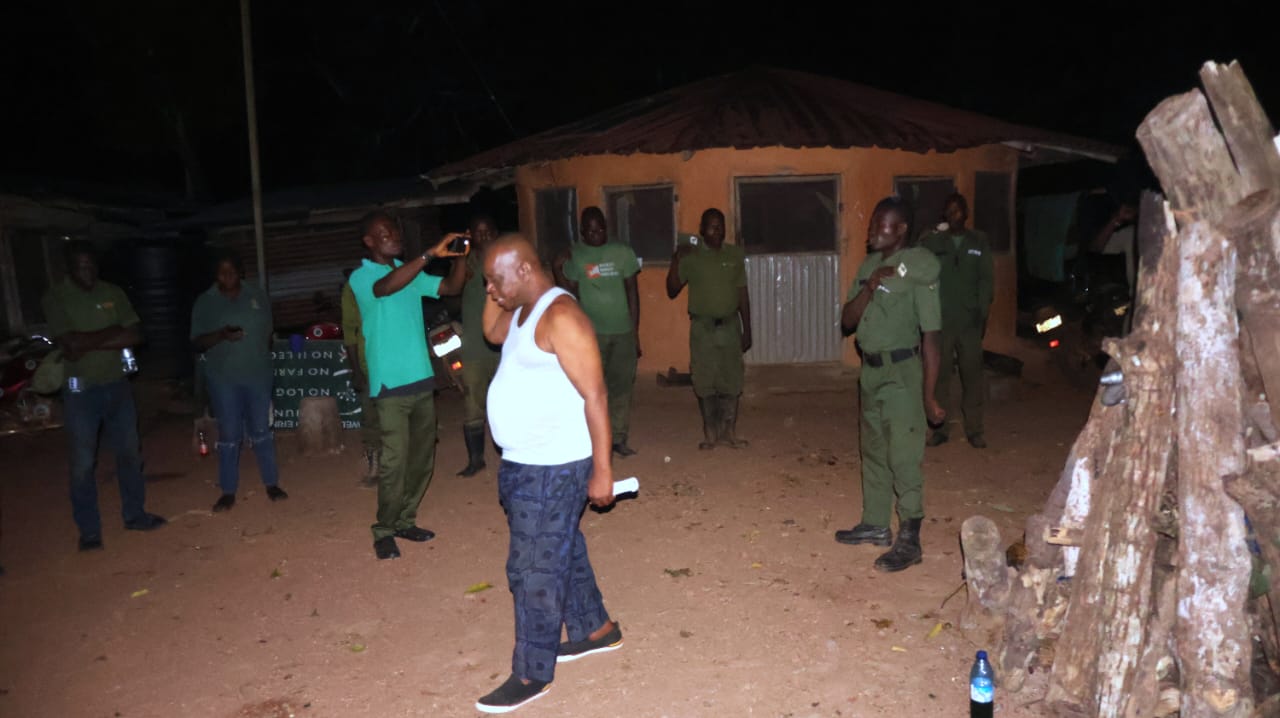 Guardians of the Forest: A Rare Encounter with Nigeria’s Vanishing Giants