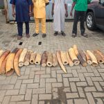 Customs Records Major Wildlife Crime Breakthrough With Seizure Of 22 Elephant Tusks