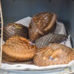 FOU Zone A Intercepts Five Live Pangolins in Ogun, Hands Them Over for Rehabilitation
